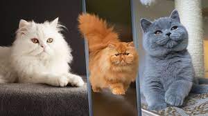 أفضل 7 أنواع قطط منزلية في العالم youtube