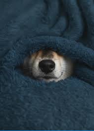 Image result for tbn:ANd9GcR0YzVFsuCsYpdCCcataA0IqkYE8zf57CiRVz9EtBPg-i1Xc509hMMqxRU