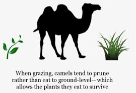 Polish your personal project or design with these hump day camel transparent png images, make it even more personalized and more attractive. Free Hump Day Clip Art With No Background Clipartkey