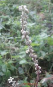 Image result for Pupalia micrantha