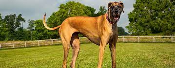 We did not find results for: Daniff Great Dane And Mastiff Mix Breed Facts Temperament