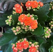 Image result for Kalanchoe blossfeldiana