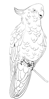 Whitepages is a residential phone book you can use to look up individuals. Coloring Page Of A Cockatoo