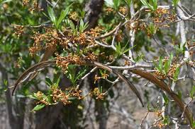 Image result for Strophanthus amboensis