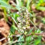 Image result for Lepidium bonariense
