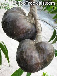 Image result for Annona reticulata