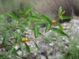 Image result for Excoecaria bussei