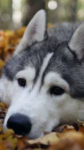 Pin By Karadenizli On Husky Husky Dogs Siberian Husky Dogs