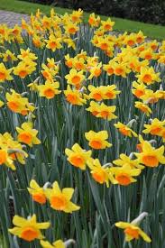 Daffodil Red Devon Landscaper Special Daffodils Bulb Flowers Fall Plants