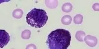 Image result for Mast Cell