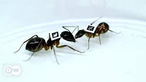 طرق منزلية بسيطة للتخلص من النمل منوعات نافذة Dw عربية على حياة المشاهير والأحداث الطريفة Dw 02 06 2015