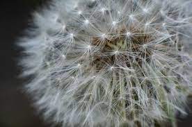One O Clock Two O Dandelion Flowers Plants