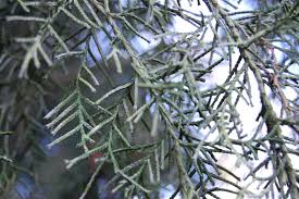 Image result for Cupressus torulosa