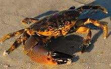 Florida Stone Crab Wikipedia