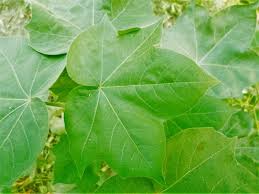 Sebenarnya, sirih juga mempunyai banyak khasiat bagi kaum lelaki. 11 Manfaat Daun Jarak Dan Efek Sampingnya Lengkap