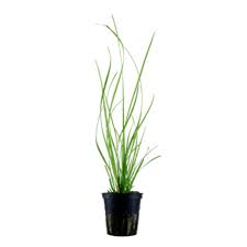 Image result for Cyperus spiralis