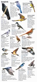 Birds Of East Texas Book Birds Of East Texas Quick Reference Publishing