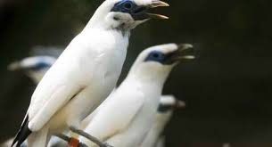 Maybe you would like to learn more about one of these? Kumpulan Berita Burung Kakaktua Ada 416 Jenis Burung Langka Hidup Di Indonesia