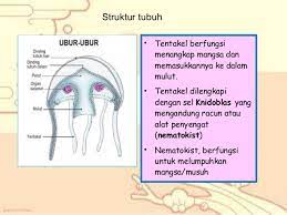 Mesoglea adalah organ gerak pada ubur ubur yang berfungsi untuk. Ppt Animalia