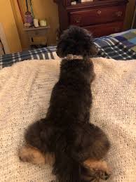 Pin By David Wormley On Cute Animals She Dog Dogs Funny Dogs