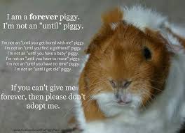 Pin On Animals Cavies