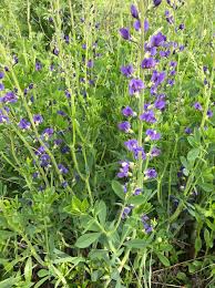 Image result for Indigofera transvaalensis