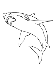 Free Printable Shark Coloring Pages For Kids Shark Coloring Pages Shark Pictures Shark Drawing
