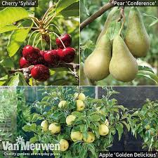 7 perfect patio fruit trees for small spaces | home, garden and homestead. Patio Fruit Tree Collection Van Meuwen