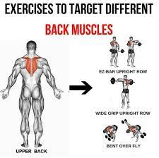 Each of these fibres play a specific role, giving the trapezius muscle many roles. Upper Back Exercises To Target Different Back Muscles 3 Back Muscles Muscle Training Upper Back Exercises