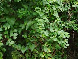 Image result for Flueggea