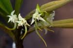 Image result for Cyrtorchis glaucifolia