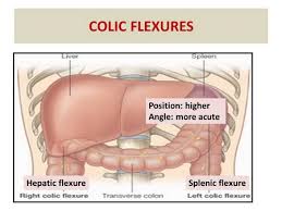 What causes pain under right rib cage? Is The Large Intestine On The Right Side Directly Underneath The Right Rib Cage Or Is It Father Back Socratic