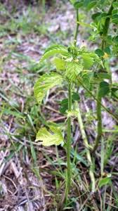 Image result for Caperonia