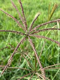 Image result for Chloris gayana