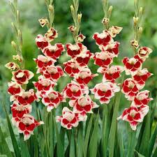 Image result for Gladiolus melleri