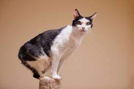 Brown is more commonly seen along with tabby stripes. 10 Cat Breeds With Black And White Coloring