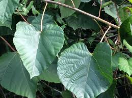 Image result for Vernicia