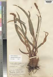 Image result for Chlorophytum silvaticum