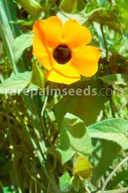 Image result for Thunbergia fischeri