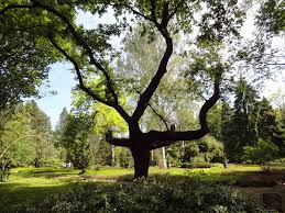 Neue kontaktdaten oder aktualisierungswünsche von anschrift, telefonnummern, öffnungszeiten von forstbotanischer garten köln können sie uns über „änderung melden jederzeit mitteilen. Forstbotanischer Garten Koln Mapio Net