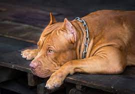 Maybe you would like to learn more about one of these? Pitbull Labrador Mix Labrador Lucky
