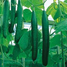 What growing conditions can affect the taste of cucumbers? How To Avoid Bitter Cucumbers Suttons Gardening Grow How