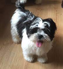 Camera angle from above front. Black And White Lhasa Apso Puppy Pontefract West Yorkshire Pets4homes