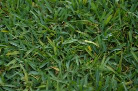 A strong, green lawn is a point of pride for many homeowners, and fertilizer is an important part of encouraging healthy grass. Weed And Feed Damage