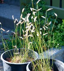 Image result for Anagallis gracilipes