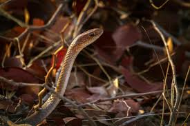 Namun, jika ular kobra atau jenis ular lainnya sudah masuk ke dalam rumah, ada beberapa cara yang bisa anda lakukan untuk mengeluarkan ular tersebut dari rumah. Cara Cegah Ular Masuk Rumah Terpopuler Anak Markus Horison Meninggal Hingga Cara Cegah Ular Masuk Rumah Namun Bukan Berarti Hal Itu Tak Dapat Dicegah Suwitoha