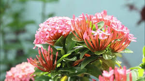 Image result for Ixora narcissodora