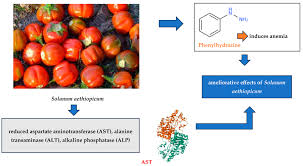 Image result for Solanum aethiopicum