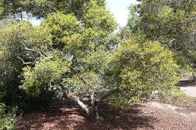 Image result for Myrica salicifolia