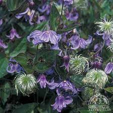 Clematis Integrifolia 24 36x24 30 Clematis Flowers Perennials Clematis Trellis